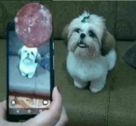 搞笑趣图猪不仅拱白菜,凡是好看的好玩的都拱
