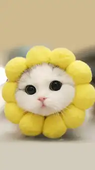 壁纸控,做自己的小太阳
