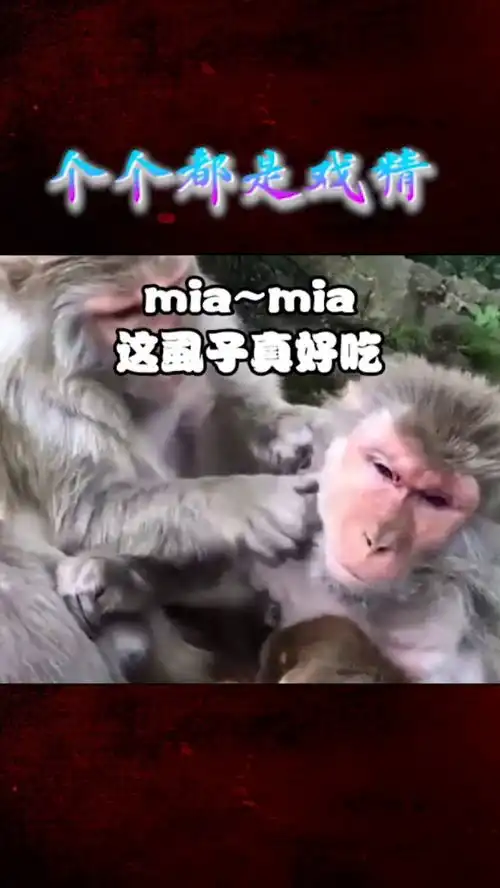 戏精动物加爆笑配音,公猴居然还会帮母猴捉虱子,好吃吗
