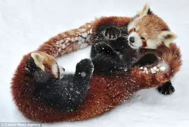 奥地利两小熊猫雪地打滚互摆招式
