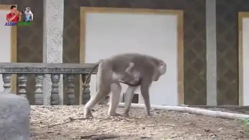野生动物猴妈可爱的动作吓到小奶猴了,有趣
