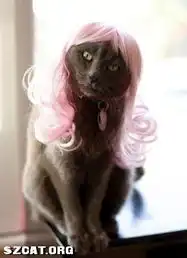 美国设计师推出时尚猫咪假发组图
