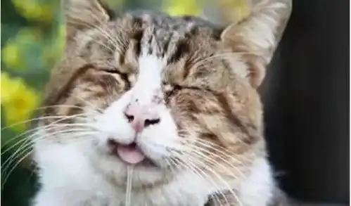 得了口炎的猫主子们,到底有多痛苦
