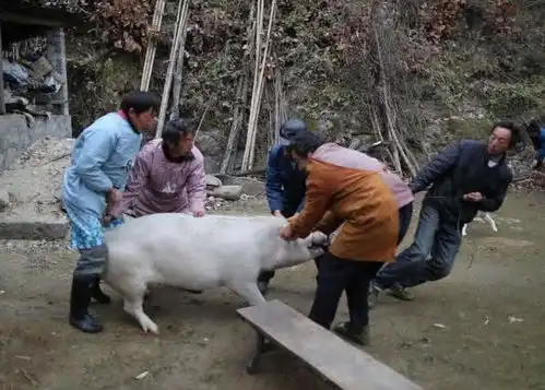 农村一种五爪猪屠户都不敢杀,如碰到屠户都会改行,为什么

