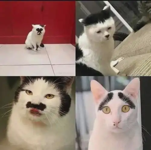 我又来送猫咪搞笑图了
