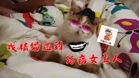 太搞笑了,猫咪魔性行为隐藏摄像机,哈哈,台好笑啦
