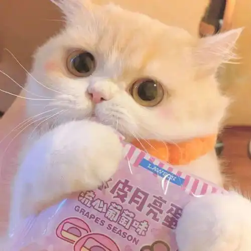 头像搞怪又憨憨可爱的朋友圈文案
