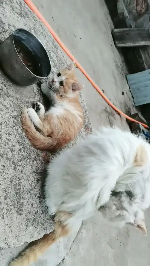 激萌动物家养宠物爆笑动物橘猫
