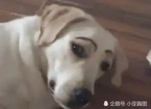 搞笑gif趣图鹌鹑蛋原来是这么来的,一直以为是鹌鹑鸟下的
