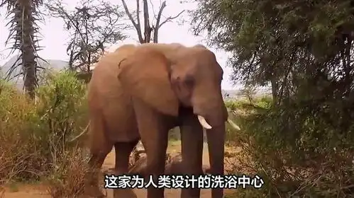 一头大象来到月亮湾洗浴中心泡澡,泡了半天都没见鳄鱼出来搞偷袭
