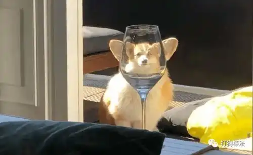 狗地的骗招9
