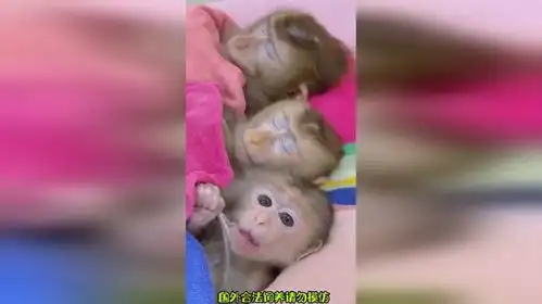 小猴子今晚又失眠了动物的迷惑行为搞笑
