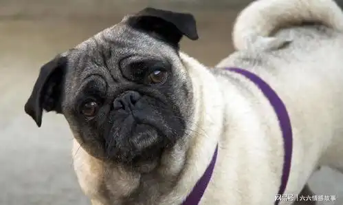 巴哥犬的智商相当于多少岁的小孩
