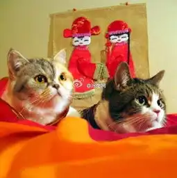 猫猫婚礼
