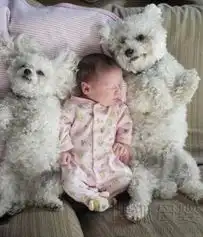 宝宝与斗牛犬萌照爆红遇上萌宠那些经典表情
