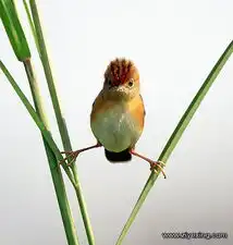趣味图片荟萃这叫功夫
