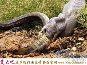 奇葩搞笑趣图蛇,你竟然将一头鳄鱼给吞了
