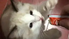 你放屁你老父亲只是馋她的身子撸她的小肚皮你下贱嘴上喵着不要,身体却很诚实
