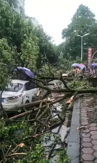 最近的天气如此狂野任性乐山城区遭遇狂风暴雨袭击部分行道树受损
