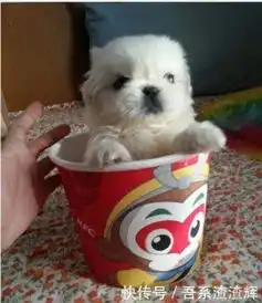 搞笑图片幽默段子笑话哈哈,好可爱的小狗狗,我也想要养一只了
