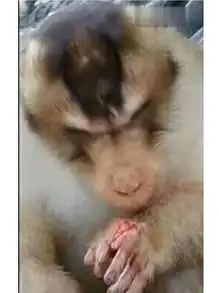 丧心病狂男给猴子喂食暗藏鞭炮炸断猴子手还大笑
