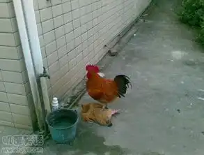 趁人之危算什么公鸡中的战斗机
