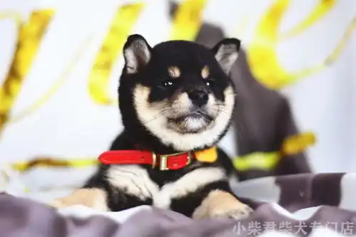 黑柴犬好养吗黑柴犬怎么购买
