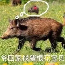 搞笑野猪表情包,爷来了你完了

