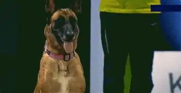 爆笑gif警犬与宠物犬的区别,差距太大了吧
