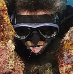 澳男子潜水与海龟鲸鲨等海底动物自拍走红
