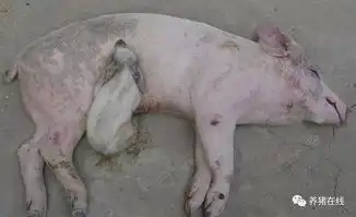 猪场伪狂蓝耳猪瘟净化措施方法策略及存在的急需解决的难题
