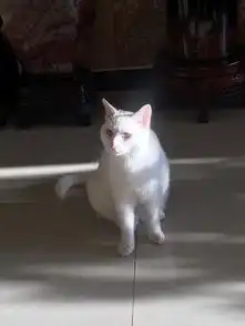 是英短吗有波斯猫的血统吗我该怎么养胖她一岁母猫寻配在永州蓝山附图
