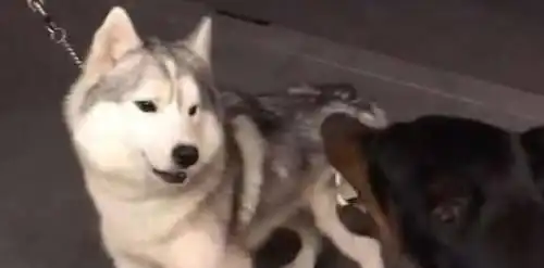 平日嚣张无比的二哈遇到了杜宾犬,一副认怂的表情太搞笑了
