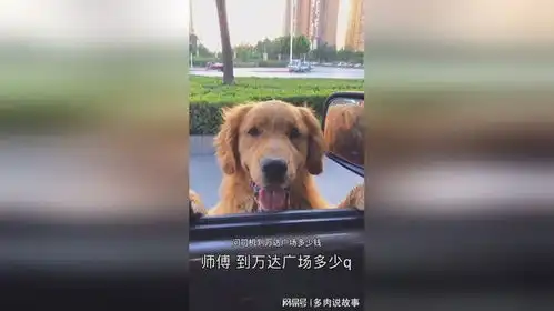 狗子坐车真搞笑
