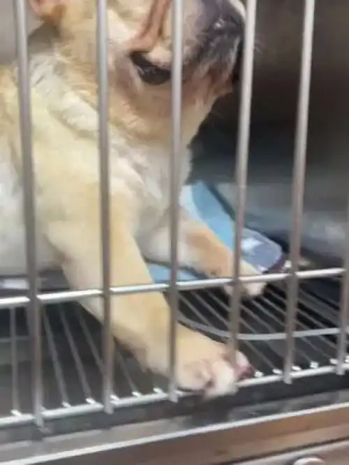 激萌动物家养宠物人宠互动爆笑动物
