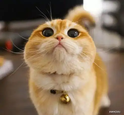 幽默图片搞笑段子小猫咪吃胖了会变成什么会变成海豹的
