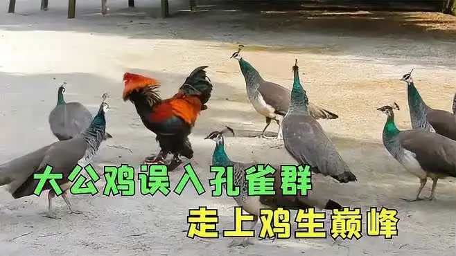 大公鸡误入孔雀群,从此走上了鸡生巅峰,镜头记录搞笑过程
