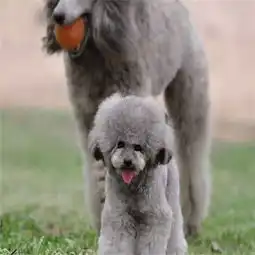 图巨型贵宾犬价格,巨型贵宾犬图片广州宠物狗
