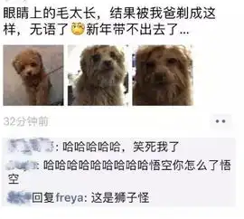 25张搞笑图片,哈士奇我已经成功的打入敌人的内部了
