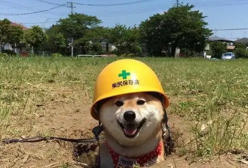 28张证明狗狗为了获得称赞会很用力表现的爆笑照片
