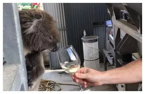 爱喝酒的澳洲小考拉,竟跑到酒庄讨酒喝
