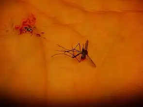 谁有拍死蚊子的图片
