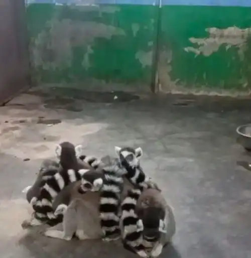 非洲狐猴疑似太冷在动物园抱团取暖,拍摄者连个垫子都没有,园方回应有空调,游客没注意

