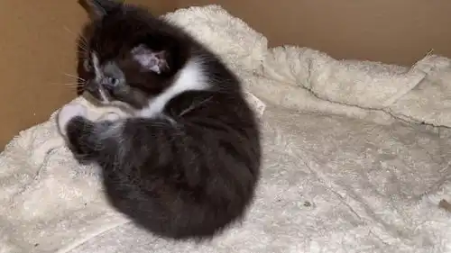 爆笑喜剧母猫不喂独苗奶猫,小猫指导主人如何端奶,句句经典
