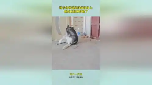 狗子自带搞笑技能在身上,睡觉还能被吓醒了
