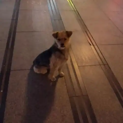 1.17寻猫狗启事
