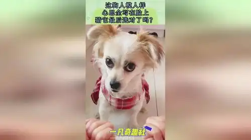 这狗人模人样,心思全写在脸上,猜它最后选对了吗
