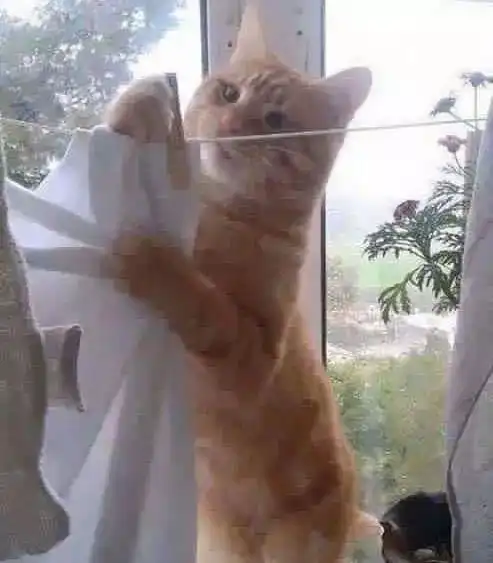 开心一刻这猫咪为了这个家,操碎了心
