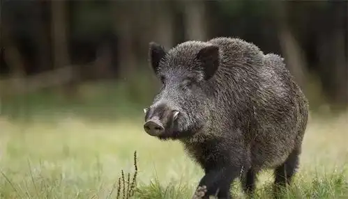 野獒见义勇为血战伤人野猪村长宣布此是义犬由全村供养故事
