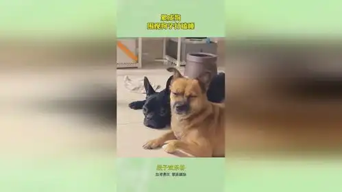 累成狗,围观狗子打瞌睡
